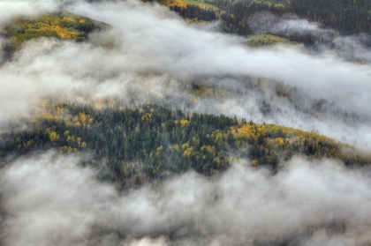 Picture of ASPEN FOREST IN THE CLOUDS