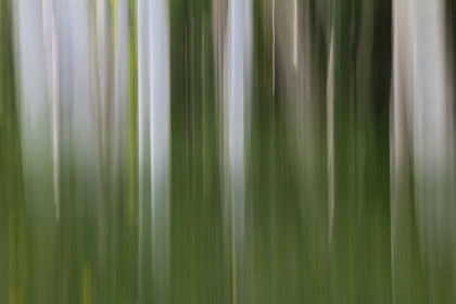 Picture of ASPEN FOREST IN THE SPRING-VERSION 1