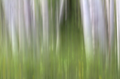 Picture of ASPEN FOREST IN THE SPRING-VERSION 2