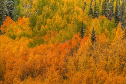 Picture of ASPEN MULTICOLOR