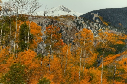 Picture of ASPEN OUTLINES