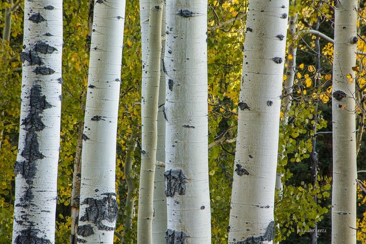 Picture of ASPEN TRUNKS