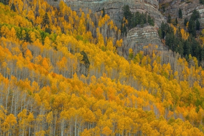 Picture of AUTUMN CANYON