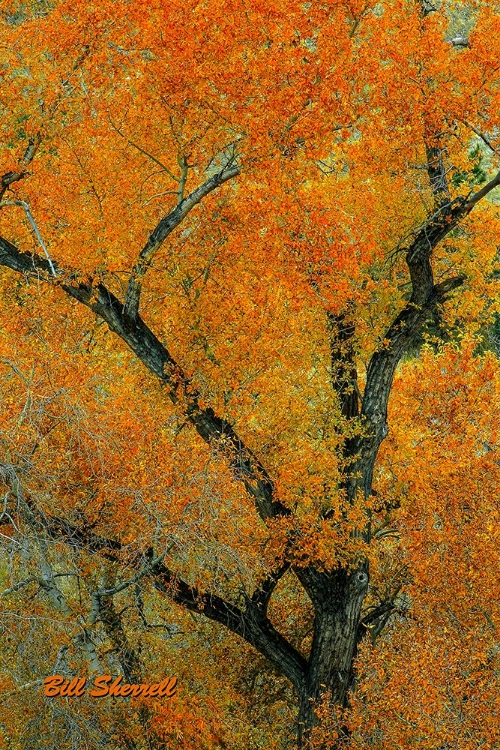 Picture of AUTUMN CONTRAST