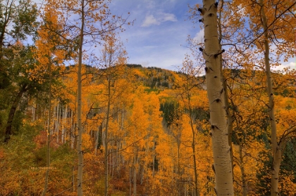 Picture of AUTUMN FLAMES AT OHIO PASS