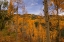 Picture of AUTUMN FLAMES AT OHIO PASS