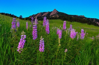 Picture of SPRING WILDFLOWERS AT THE FLATIRONS