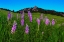 Picture of SPRING WILDFLOWERS AT THE FLATIRONS