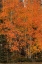 Picture of THE RED-ORANGE EXPIERENCE