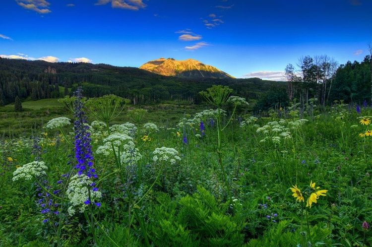 Picture of WILDFLOWER MOUNTAIN SUNRISE