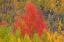 Picture of A DAZZLING DISPLAY OF COLOR