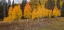 Picture of AN ASPEN AUTUMN
