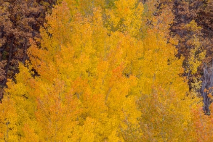 Picture of ASPEN AUTUMN BONFIRE