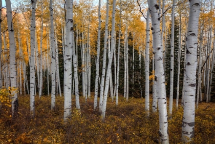 Picture of ASPEN FOREST IN AUTUMN