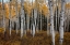 Picture of ASPEN FOREST IN AUTUMN