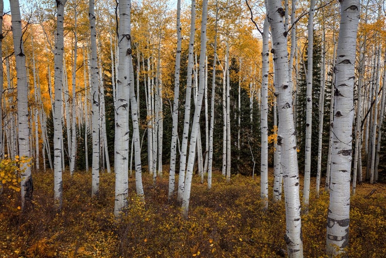 Picture of ASPEN FOREST IN AUTUMN