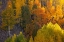 Picture of AUTUMN HIGHLIGHTS