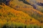Picture of AUTUMN METAMORPHOSIS