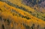 Picture of AUTUMN ROWS