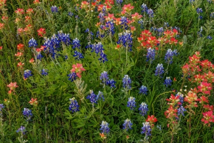 Picture of BLUEBONNET AND INDIAN PAINTBRUSH MIX