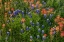 Picture of BLUEBONNET AND INDIAN PAINTBRUSH MIX