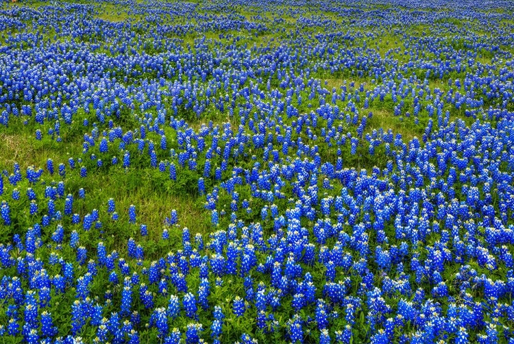 Picture of BLUEBONNET MEADOW