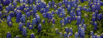 Picture of BLUEBONNETS - PANO