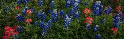 Picture of BLUEBONNETS AND INDIAN PAINTBRUSH - PANO 1