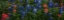 Picture of BLUEBONNETS AND INDIAN PAINTBRUSH - PANO 1