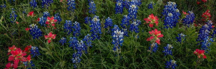 Picture of BLUEBONNETS AND INDIAN PAINTBRUSH - PANO 1