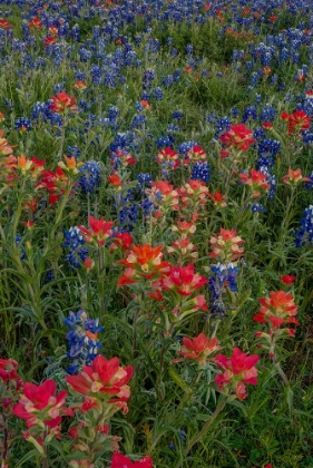 Picture of BLUEBONNETS AND INDIAN PAINTBRUSH 2