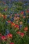 Picture of BLUEBONNETS AND INDIAN PAINTBRUSH 2