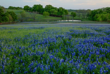 Picture of BLUEBONNETS AT THE SUGAR RIDGE RANCH