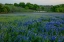 Picture of BLUEBONNETS AT THE SUGAR RIDGE RANCH