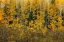 Picture of BURSTING INTO AUTUMN
