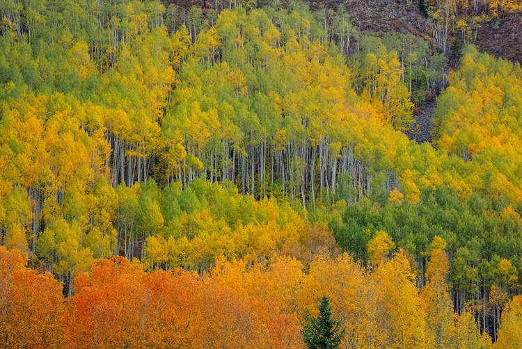 Picture of COLORFUL ASPEN FOREST
