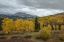 Picture of IN LOVE WITH FALL AGAIN