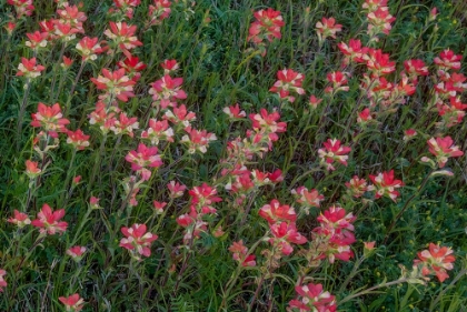 Picture of INDIAN PAINTBRUSH
