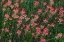Picture of INDIAN PAINTBRUSH