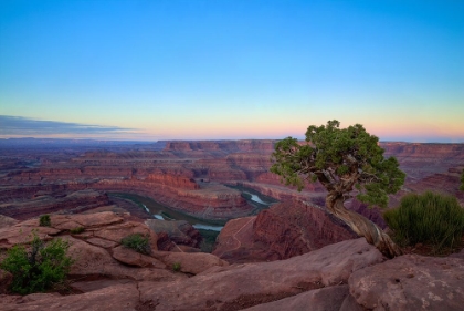 Picture of LONE TREE AT DEAD HORSE POINT