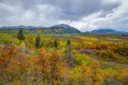 Picture of MOUNTAINS OF ASPENS