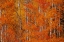 Picture of RED ORANGE DELIGHT 1