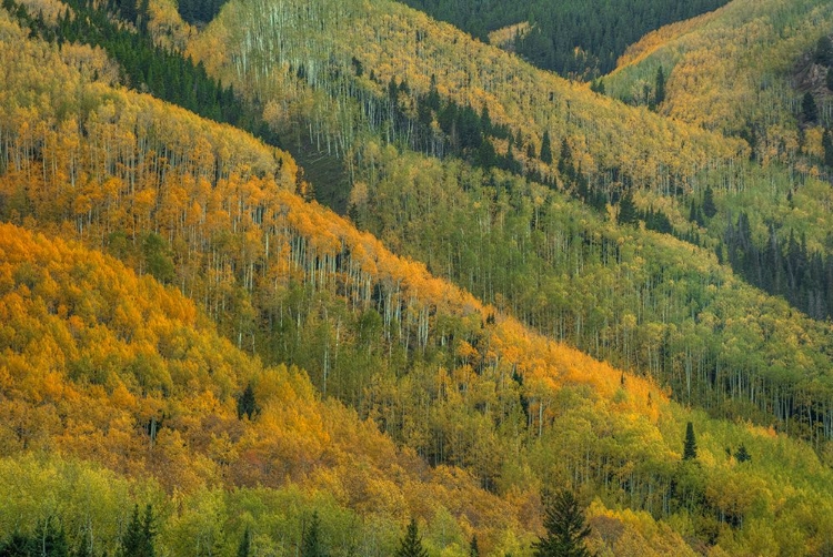 Picture of ROWS OF COLOR