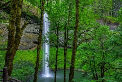 Picture of SILVER FALLS-OREGON 2