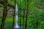 Picture of SILVER FALLS-OREGON 2