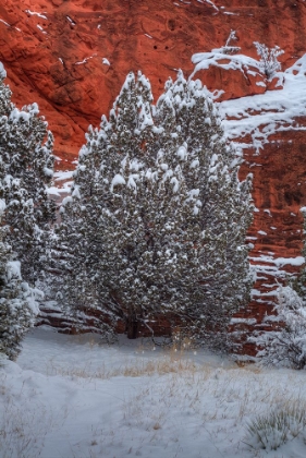 Picture of SNOW TREES AGAINST  A CANYON WALL