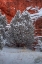 Picture of SNOW TREES AGAINST  A CANYON WALL