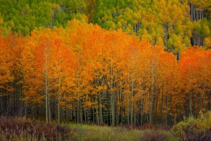 Picture of THE FLAMES OF AUTUMN