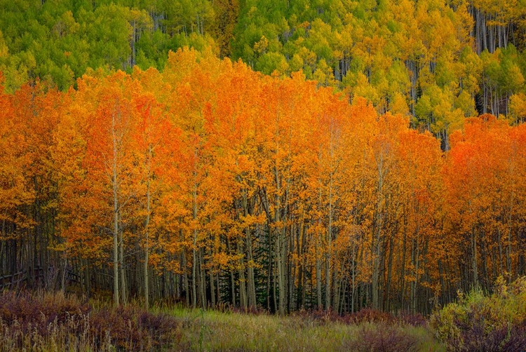 Picture of THE FLAMES OF AUTUMN