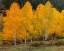 Picture of VIVID ASPENS 2